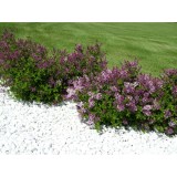 Мейера Palibin_0x160 Любимый сад